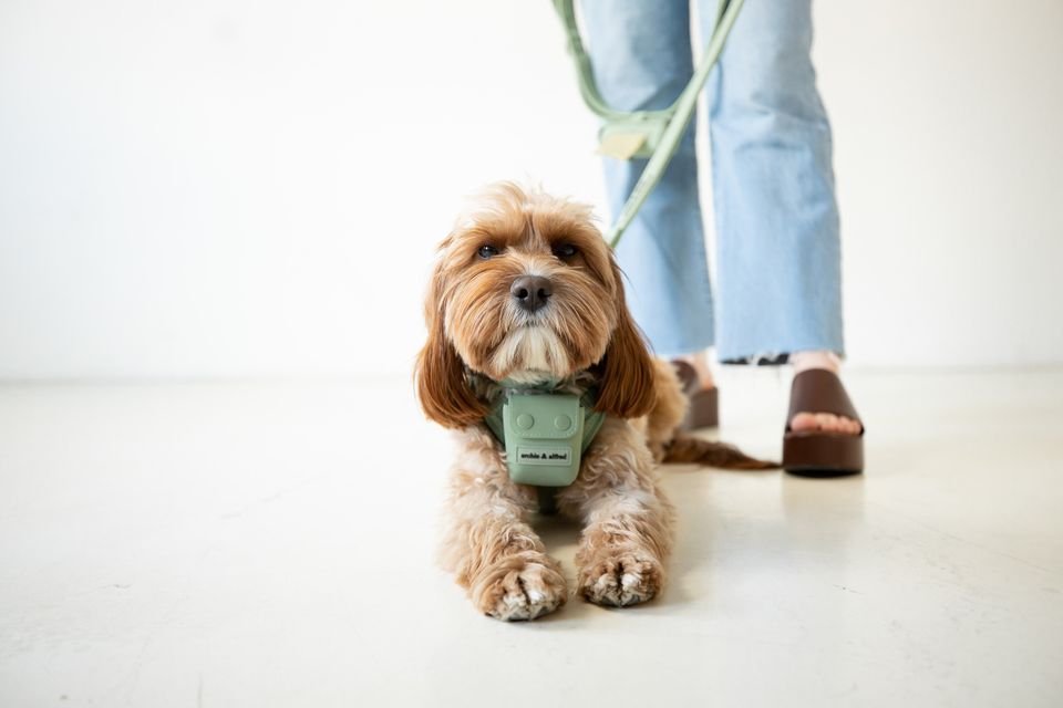 A small brown dog lying on the floor with a harness, in front of a person wearing jeans and sandals.